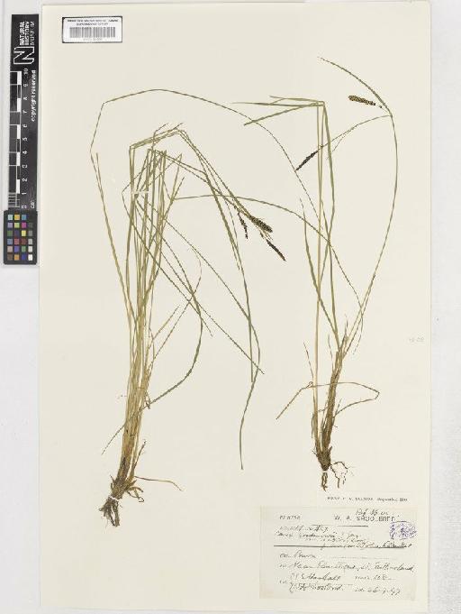 Carex nigra var. elatior - BM001183788 C