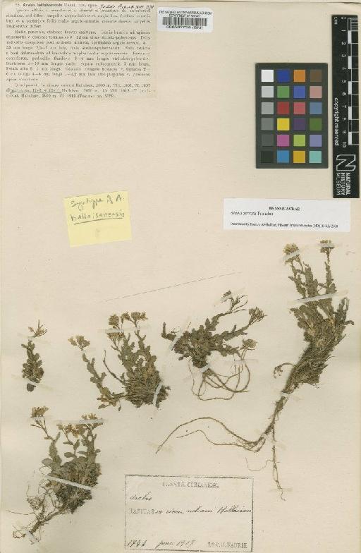 Arabis serrata Franch. - BM000587738