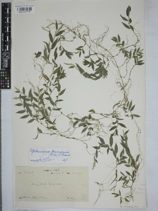Oplismenus burmanni (Retz.) P.Beauv. - 012547768