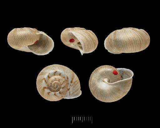 Helix hians subterclass Tectipleura L. Pfeiffer, 1846 - 1966592, SYNTYPE, Helix hians Pfeiffer