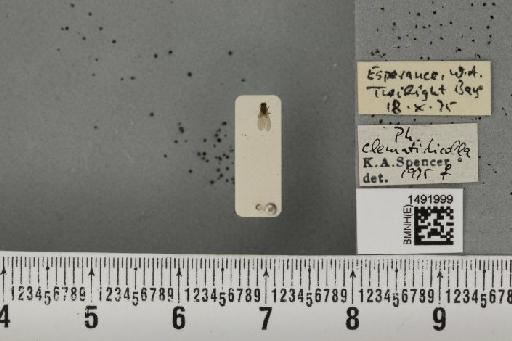 Phytomyza clematidicolla Spencer, 1963 - BMNHE_1491999_53699