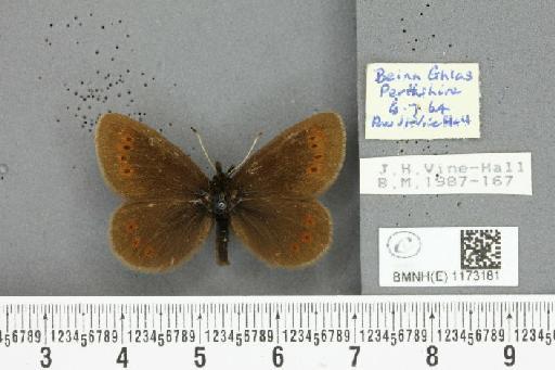 Erebia epiphron mnemon f. scotica Cooke, 1943 - BMNHE_1173181_28974