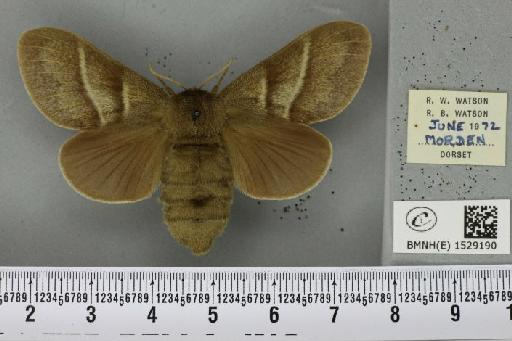Macrothylacia rubi (Linnaeus, 1758) - BMNHE_1529190_196627