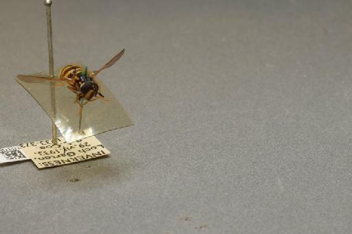 Chrysotoxum arcuatum (Linnaeus, 1758) - 012518105_additional_4