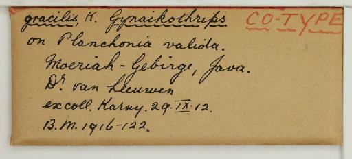 Liothrips gracilis Karny, 1913 - 014257340_additional