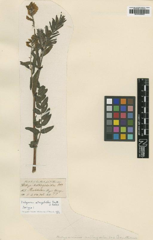 Hedysarum astragaloides Benth. ex Baker f. - BM000958935