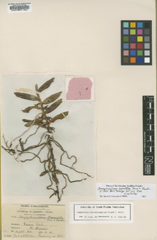 Campylocentrum micranthum (Lindl.) Rolfe - BM000539074