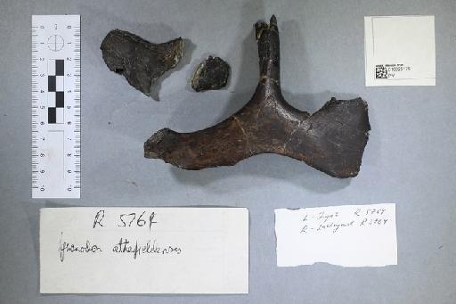 Mantellisaurus atherfieldensis (Hooley, 1925) - 010025176_L010093454