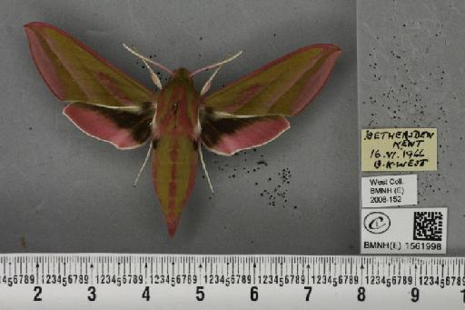 Deilephila elpenor (Linnaeus, 1758) - BMNHE_1561998_241213