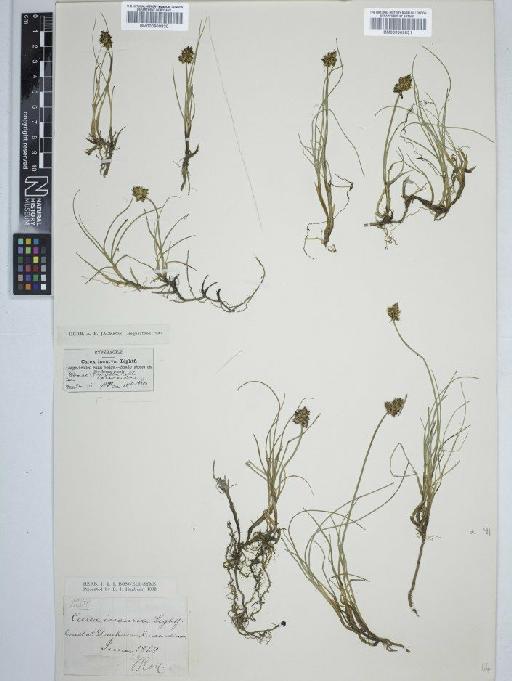 Carex maritima Gunnerus - BM000909830 C