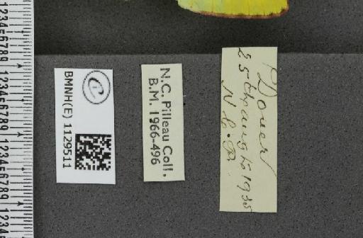 Colias hyale ab. infrastriata Lempke, 1954 - BMNHE_1129511_label_87223