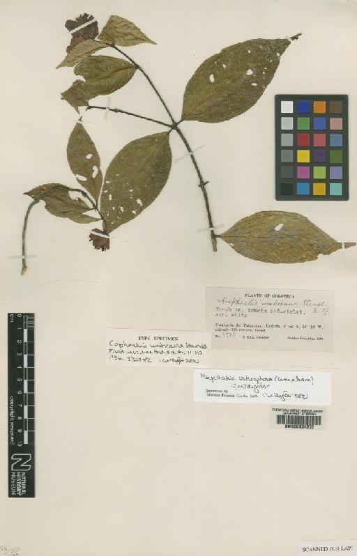 Psychotria ostreophora (Wernham) Taylor - BM000624200