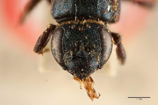 Euryglossa (Euryglossa) cupreochalybea Smith, F., 1853 - 014024467_face