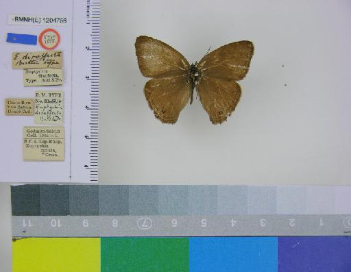 Euptychia disaffecta Butler & Druce, 1874 - BMNH(E)_ 1204756_Yphthimoides_(Euptychia)_renata_disaffecta_Butler_HT_male (1)