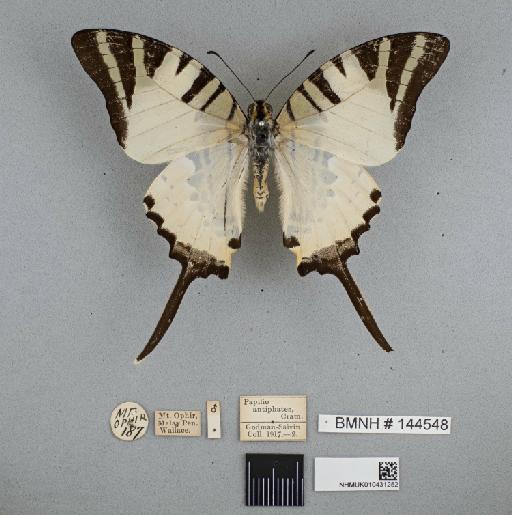 Graphium (Pathysa) antiphates itamputi Butler, 1885 - 010431252_Papilio_anticiphates_itamputi_Butll_NON-TYPE_M_DOR