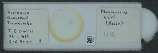 Planococcus citri Risso, 1813 - 010150859_117588_1101300