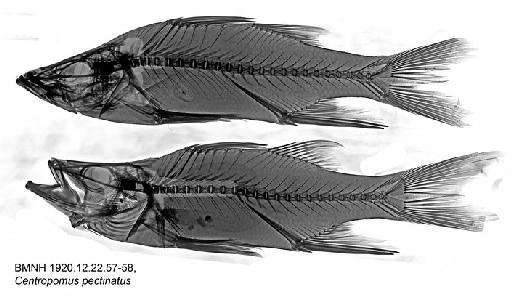 Centropomus pectinatus Poey, 1860 - BMNH 1920.12.22.57-58, Centropomus pectinatus, Radiograph