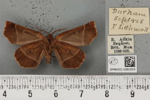 Selenia dentaria ab. garretti Wagner, 1928 - BMNHE_1881819_447237