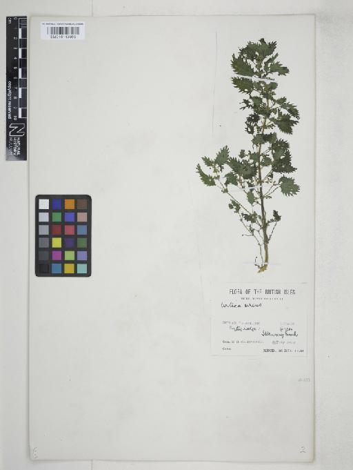 Urtica urens L. - 015143950