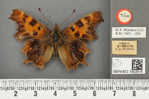 Polygonia c-album ab. suffusa Frohawk, 1938 - BMNHE_1062014_22856