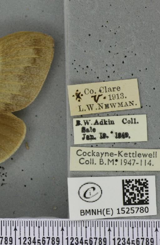 Macrothylacia rubi (Linnaeus, 1758) - BMNHE_1525780_label_196433