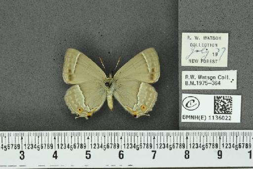 Neozephyrus quercus (Linnaeus, 1758) - BMNHE_1136022_94098