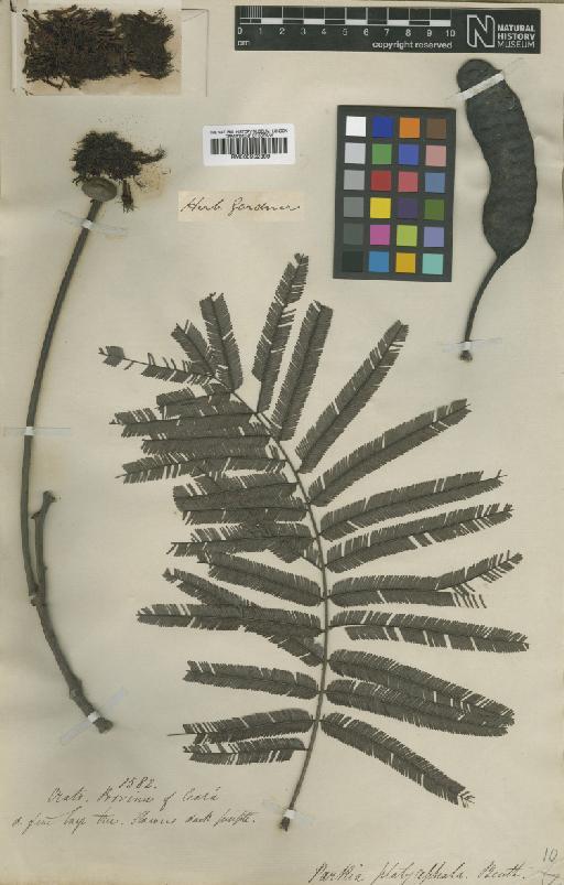 Parkia platycephala Benth. - BM000952309
