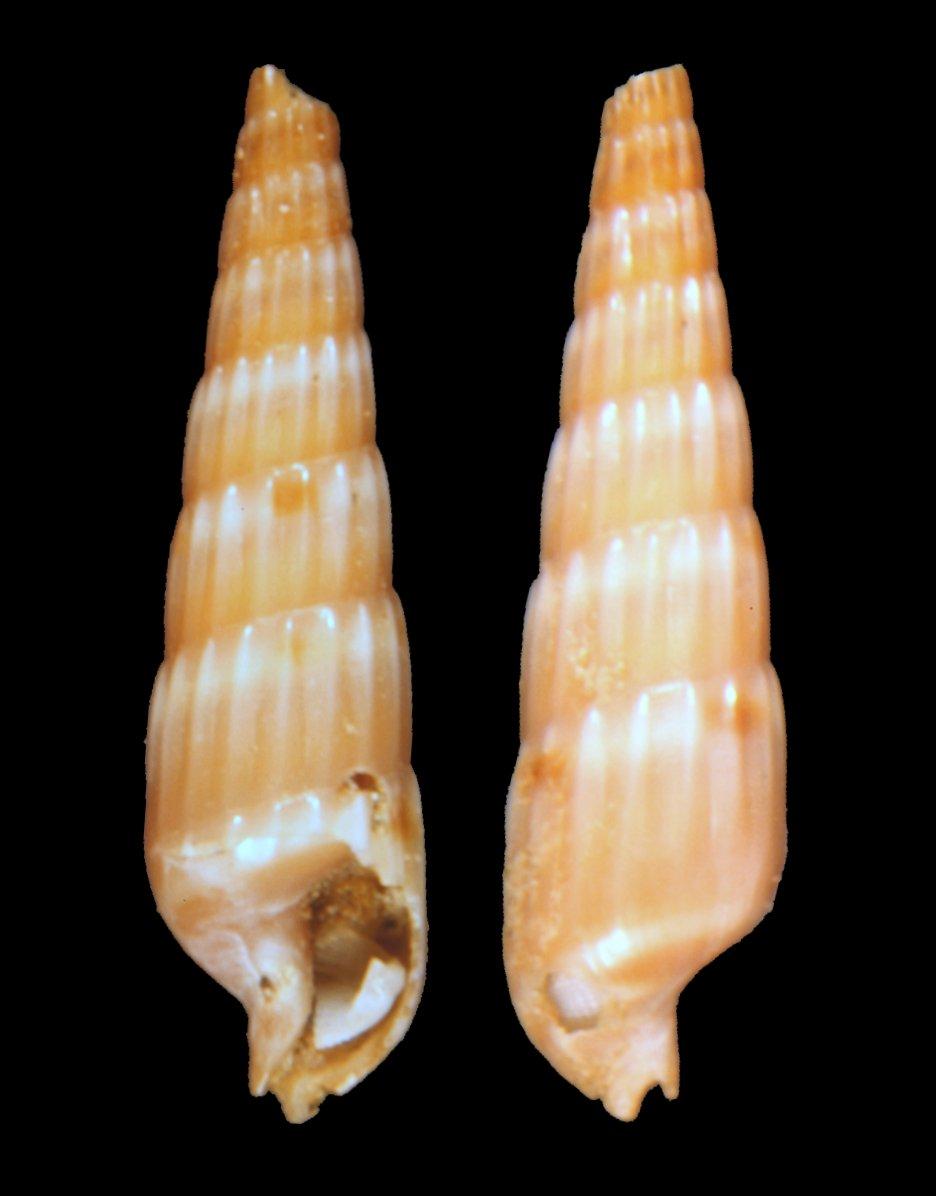 To NHMUK collection (Terebra strigilata sumatrana Thiele, 1925; SYNTYPE(S); NHMUK:ecatalogue:2437941)