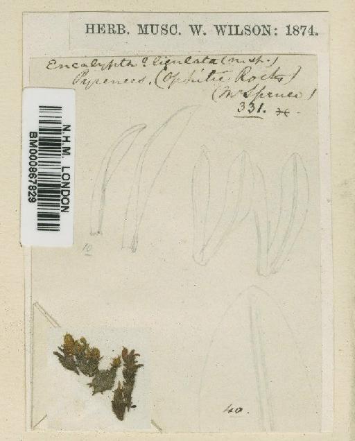 Scopelophila ligulata (Spruce) Spruce - BM000867829