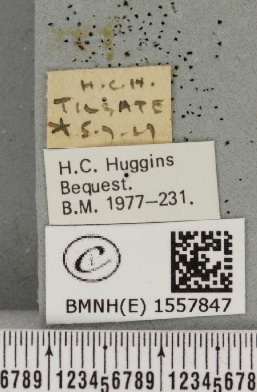 Orgyia recens (Hübner, 1819) - BMNHE_1557847_label_257013