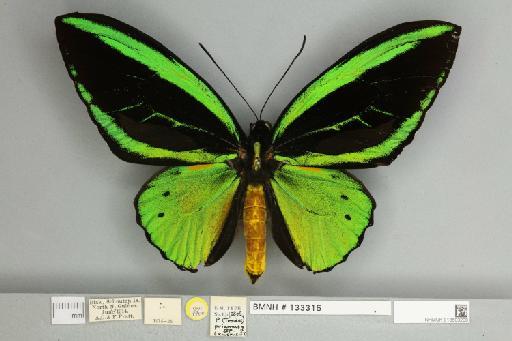 Ornithoptera priamus teucrus Joicey & Talbot, 1916 - 013603200__