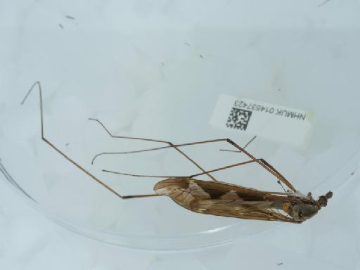 Tipula (Acutipula) maxima balcanica Vermoolen, 1983 - 014537423_1