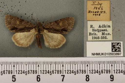 Acronicta strigosa ab. nigrescens Turner, 1927 - NHMUK_010503897_561765