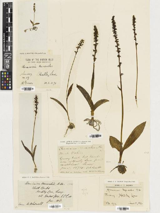 Herminium monorchis (L.) R.Br. - BM001080602