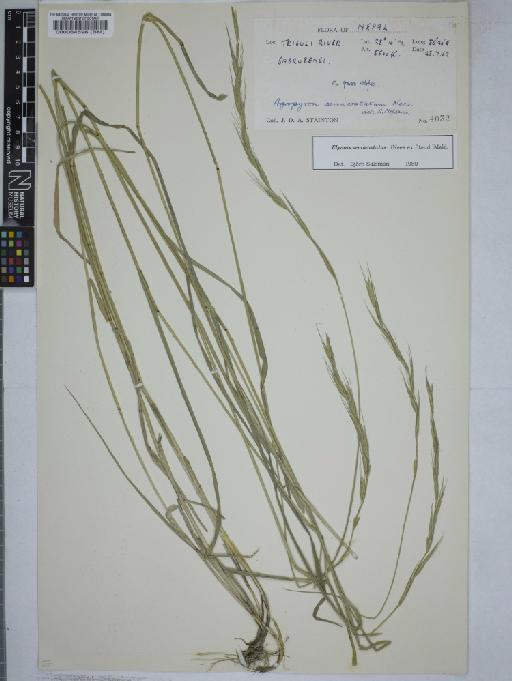 Elymus semicostatus (Steud.) Melderis - 000064596