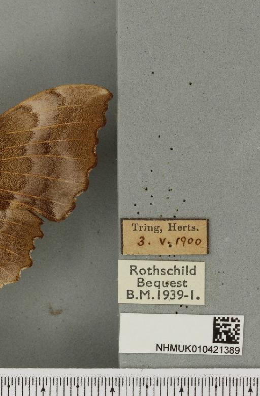 Laothoe populi populi (Linnaeus, 1758) - NHMUK_010421389_label_526396