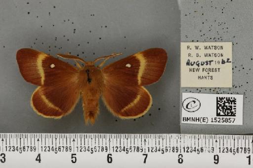 Lasiocampa quercus quercus (Linnaeus, 1758) - BMNHE_1525857_194493