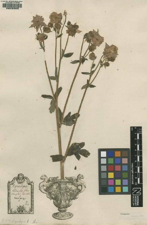 Aquilegia vulgaris L. - BM000628802