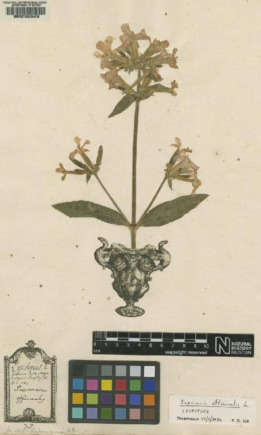 Saponaria officinalis var. officinalis L. - BM000628468