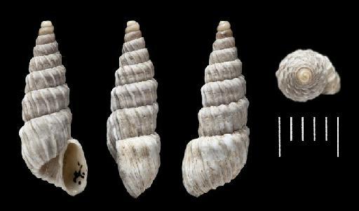 Bulimus scalaricosta Morelet, 1860 - Bulimus scalaricosta Morelet, 1860 - LECTOTYPE & PARALECTOTYPE - 1893.2.4.1170-1171