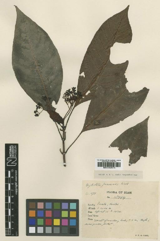 Psychotria fuscescens Craib - BM000945376