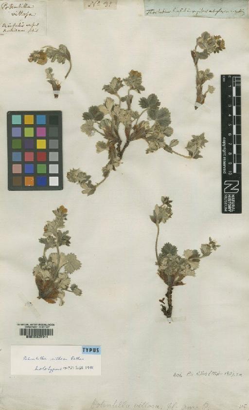 Potentilla villosa Pall. - BM000622911