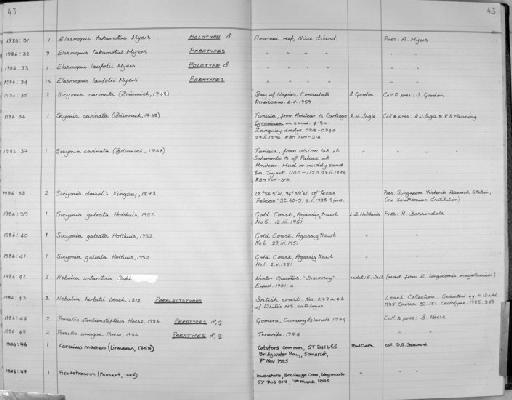 Nebalia herbstii Leach, 1814 - Zoology Accessions Register: Crustacea: 1984 - 1991: page 43