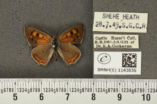 Lycaena phlaeas eleus ab. suffusa Tutt, 1896 - BMNHE_1143836_108355