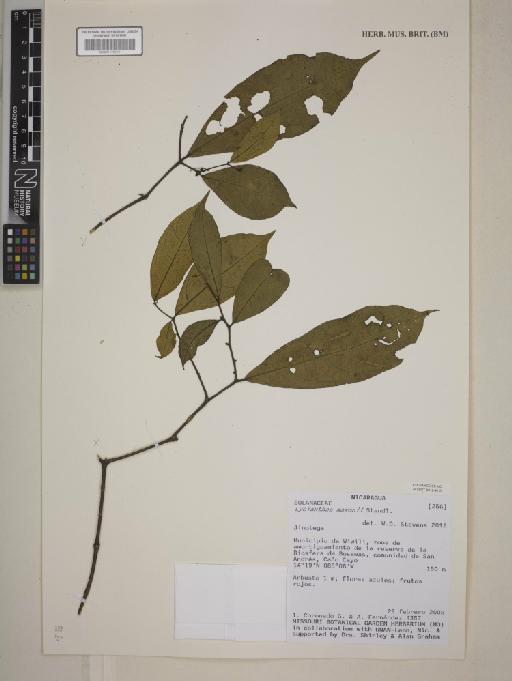 Lycianthes maxonii Standl. - 001172210