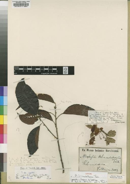 Allophylus rubifolius var. alnifolius (Baker) Verdc. - BM000080272