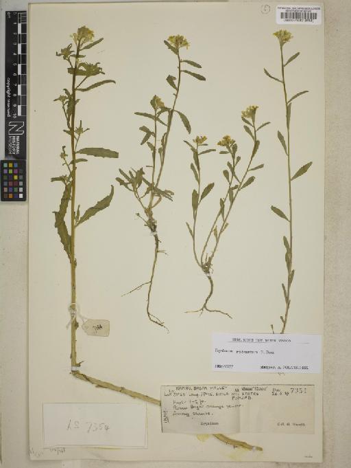 Erysimum robustum D.Don - BM000537442