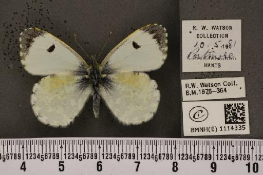 Anthocharis cardamines britannica ab. ochrata Greer, 1924 - BMNHE_1114335_67584