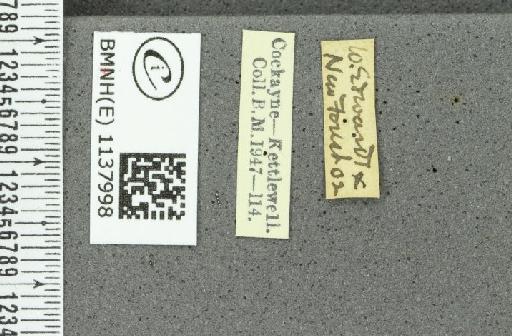 Thecla betulae ab. spinosae Gerhard, 1853 - BMNHE_1137998_label_95098
