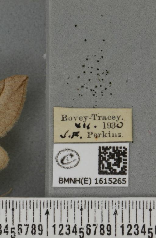 Scotopteryx luridata plumbaria (Fabricius, 1775) - BMNHE_1615265_label_304692